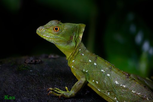 Costa Rica 14