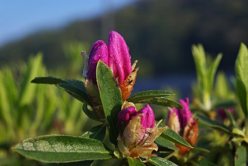 ヒラトツツジ濃いピンクはまだ蕾・・