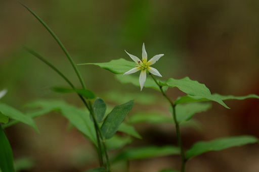 稚児百合