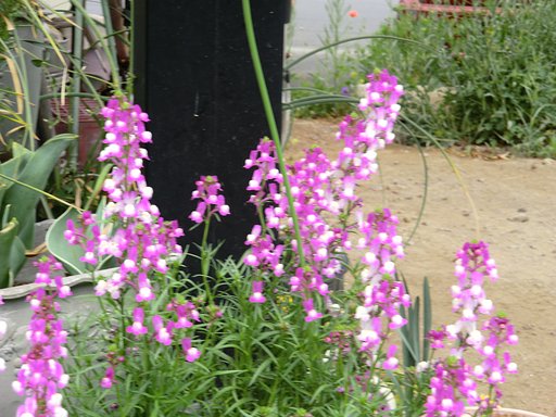 この花の名前を教えて下さい。