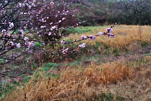 春雨