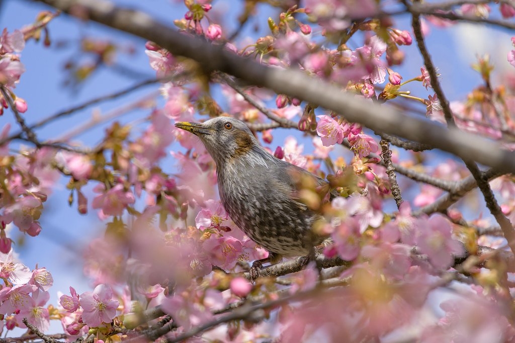 河津桜に黄色い嘴