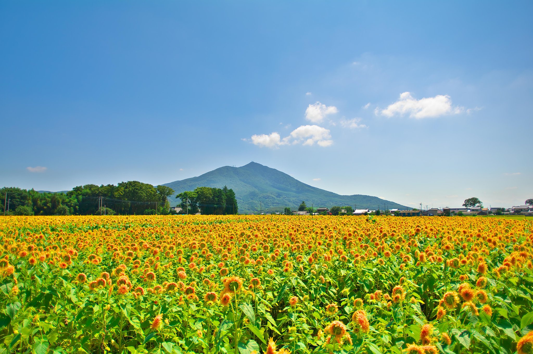 茨城の夏・・・