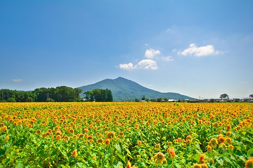 茨城の夏・・・