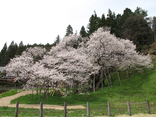 臥龍桜