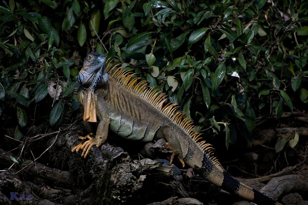 Costa Rica 15