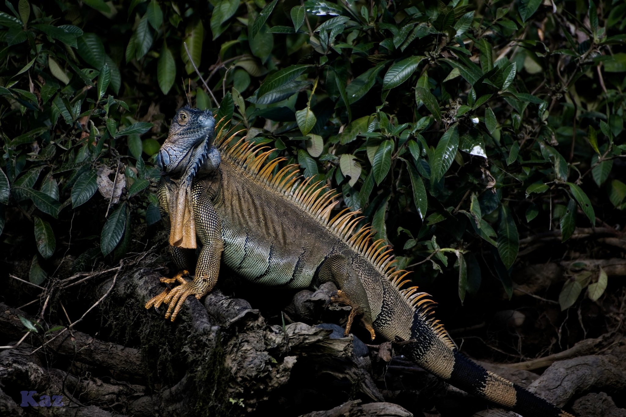 Costa Rica 15