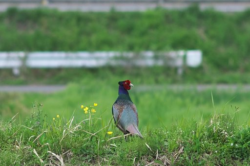 夕方散歩してるとキジが・・