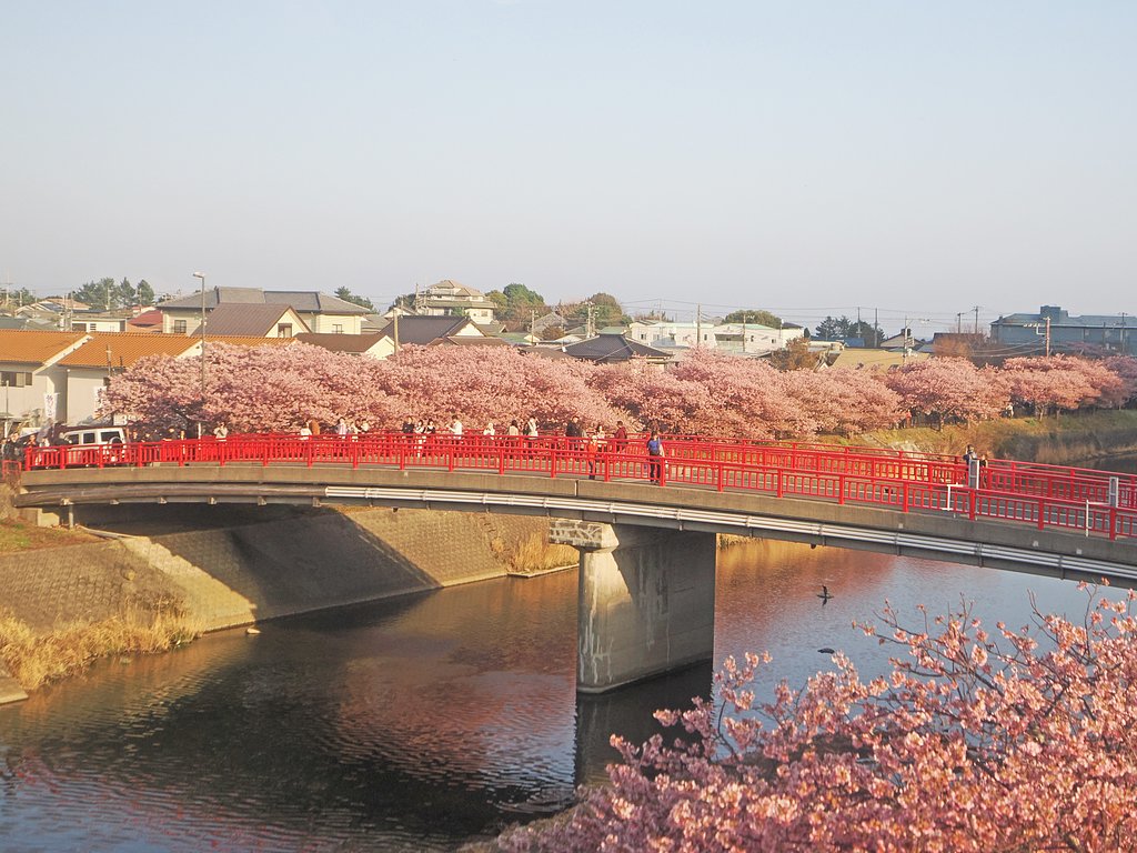 車窓から河津桜〜Ekio〜
