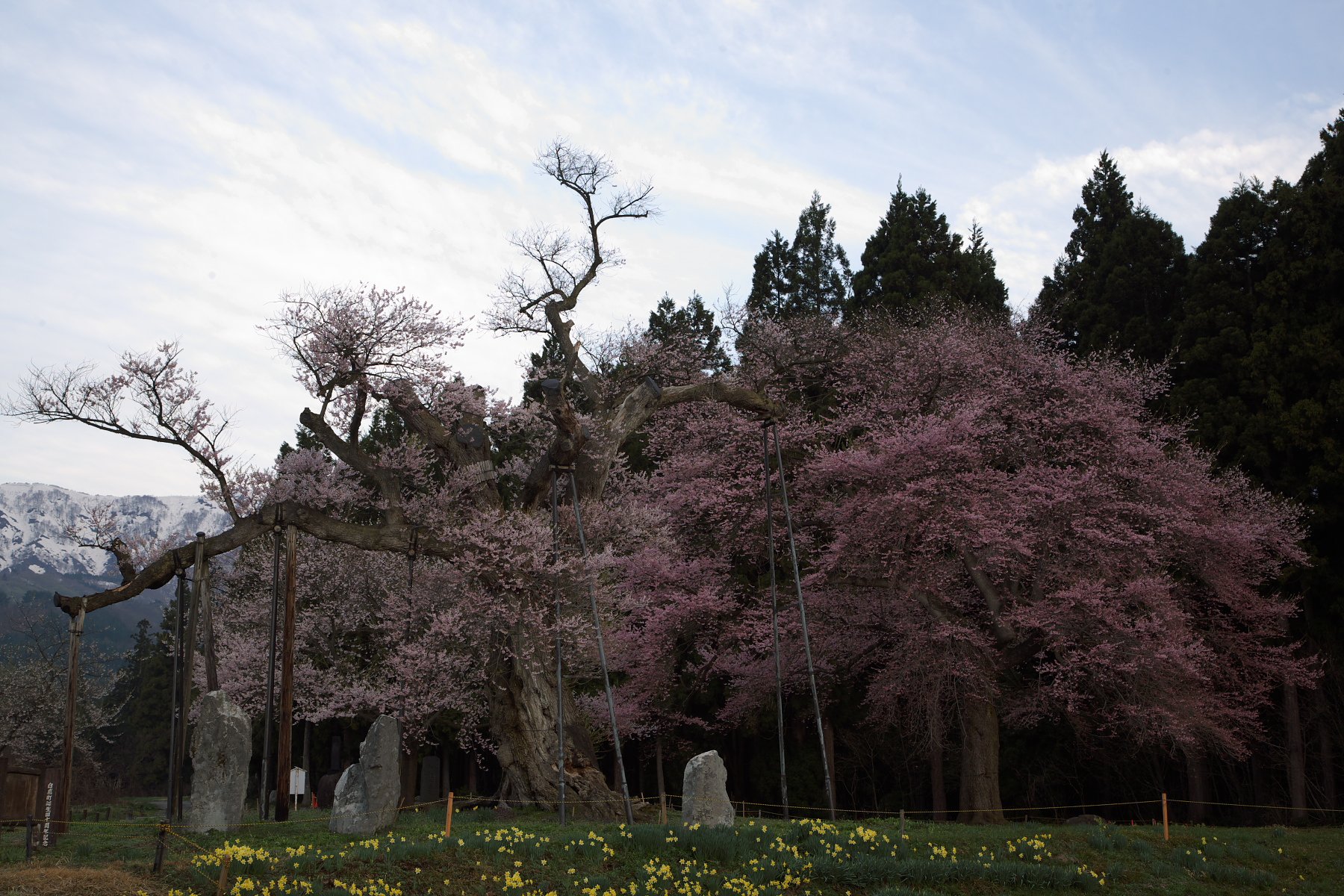釜の越桜１