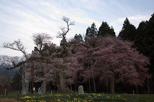 釜の越桜１
