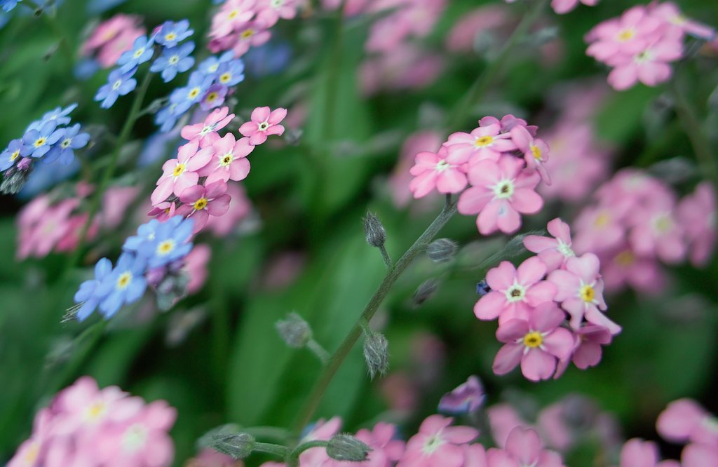 【質】　花