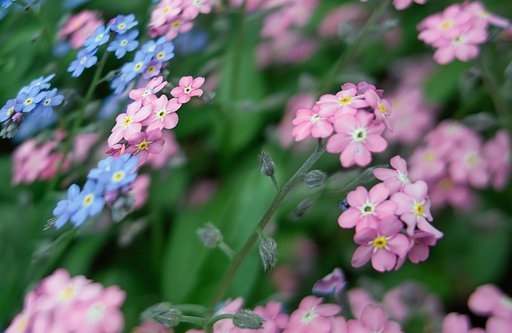 【質】　花