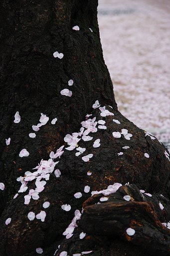 桜が散るころ３
