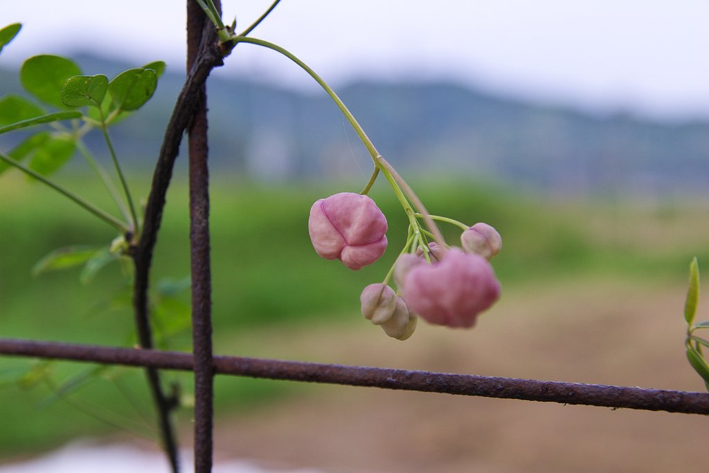 淡い紫の蕾が膨らんできました。
