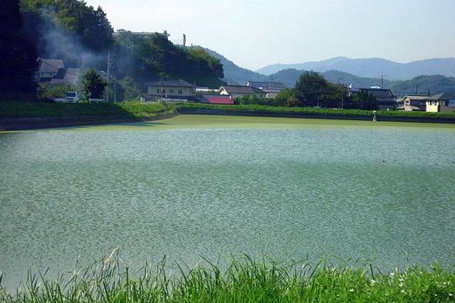 池のある風景