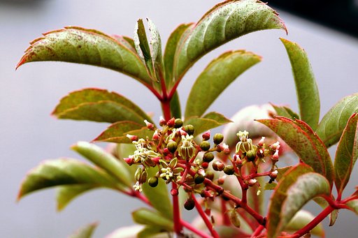小さな花
