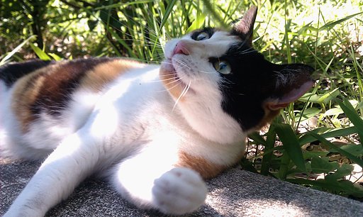 野良猫みーちゃん