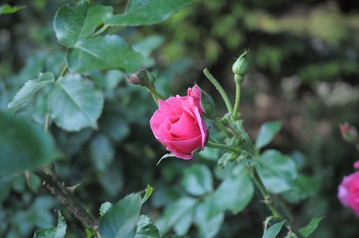 薔薇