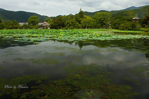 京都大覚寺の夏