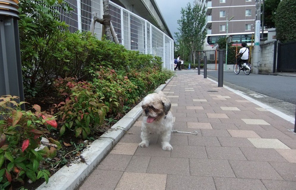 ケビ散歩（ユリノ木公園の蝉さん）