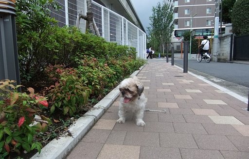 ケビ散歩（ユリノ木公園の蝉さん）