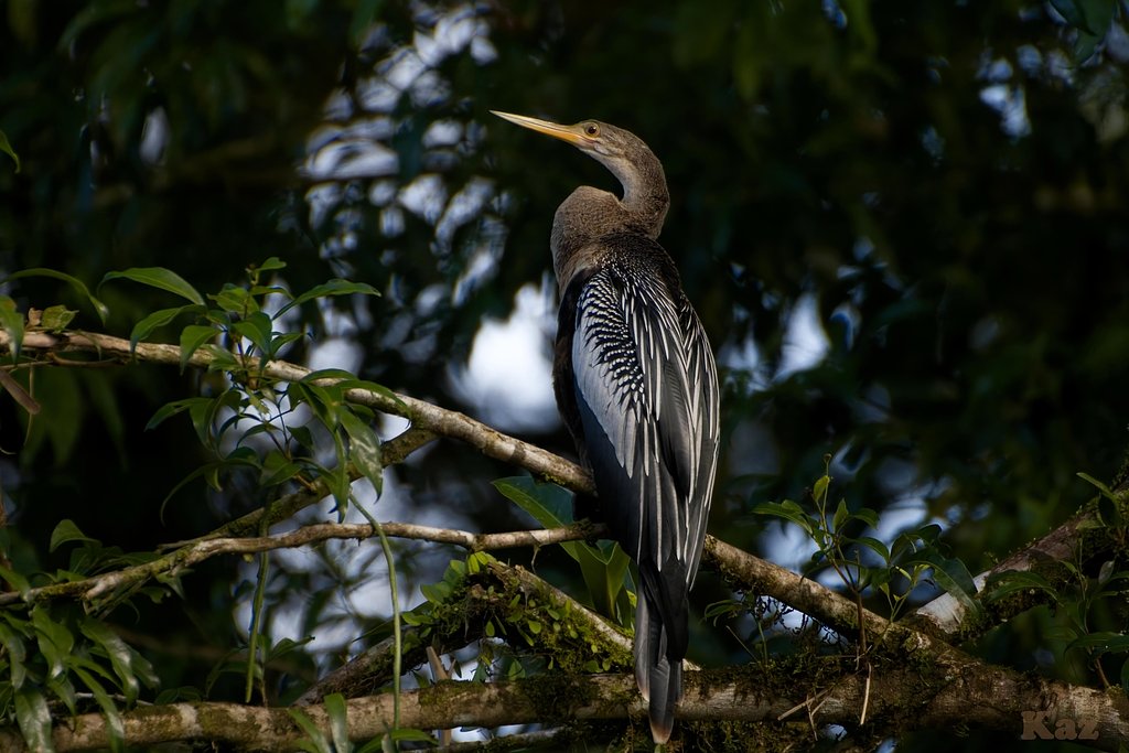 Costa Rica 16