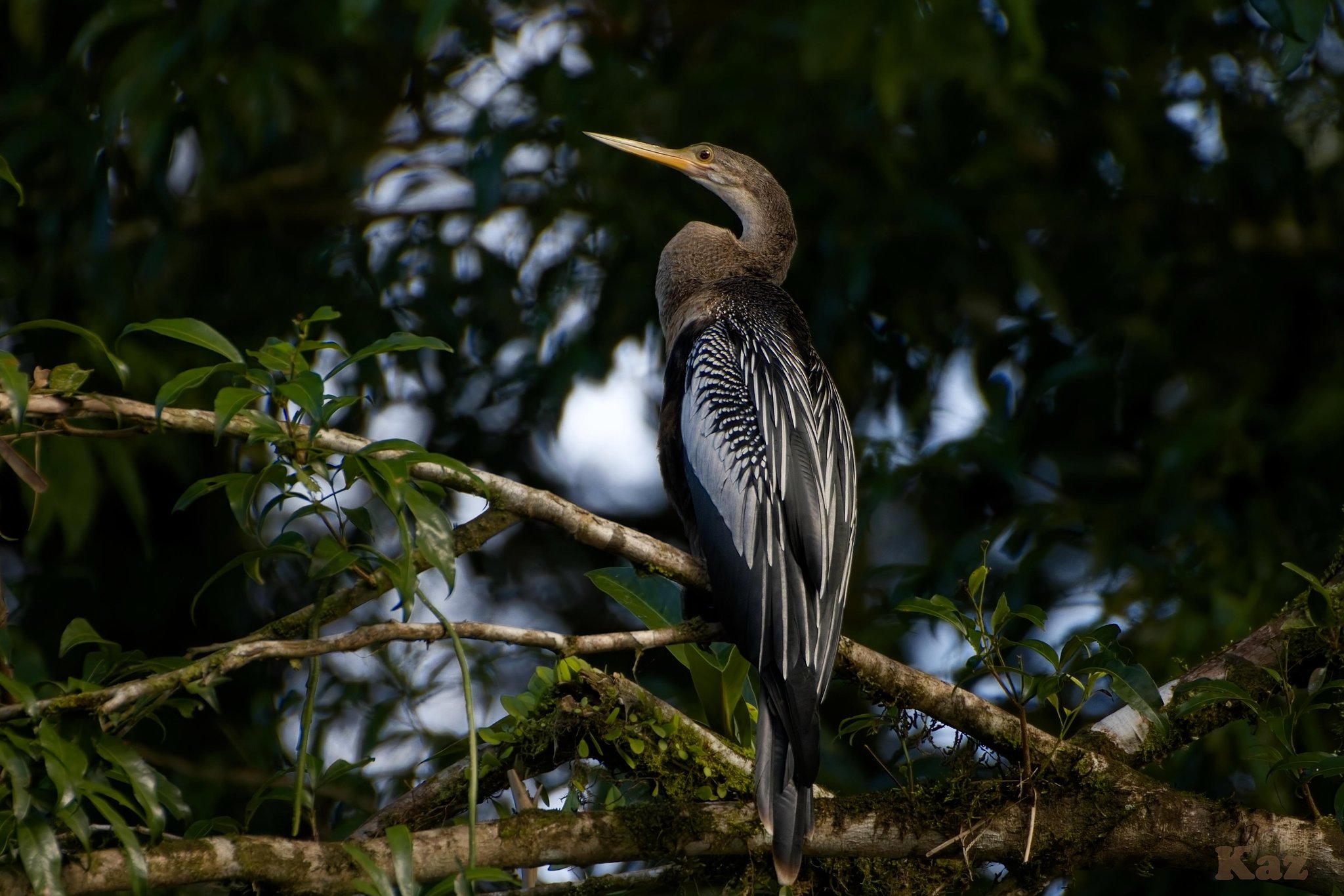 Costa Rica 16