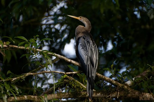 Costa Rica 16