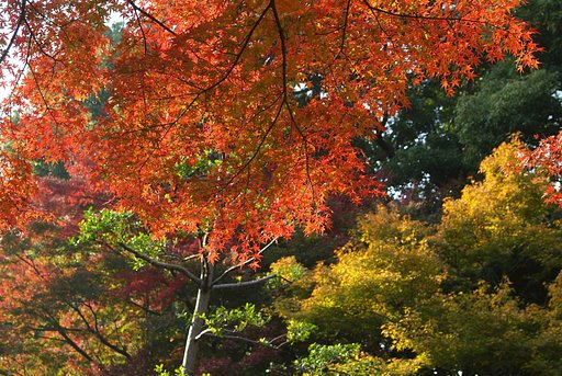六義園の紅葉