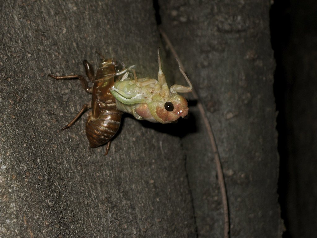 アブラゼミの羽化