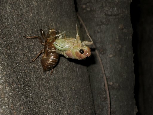 アブラゼミの羽化