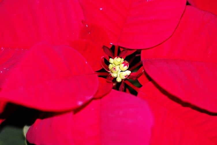 クリスマスの花