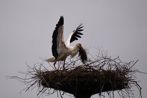 コウノトリ巣作り