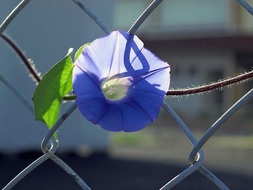 逆光で-その2