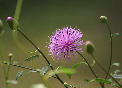 初秋に咲く花