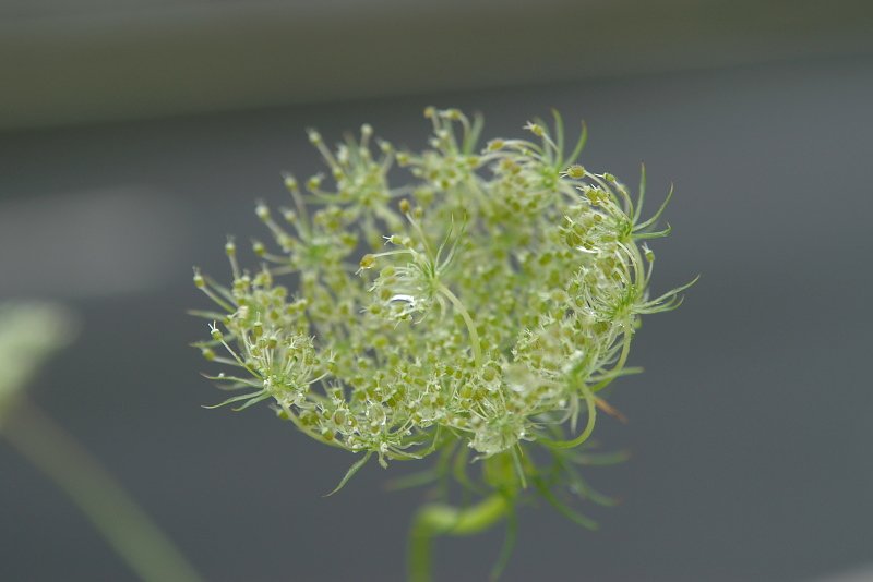ノラニンジンの花冠