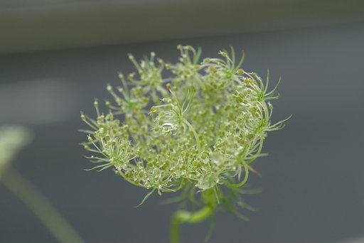 ノラニンジンの花冠