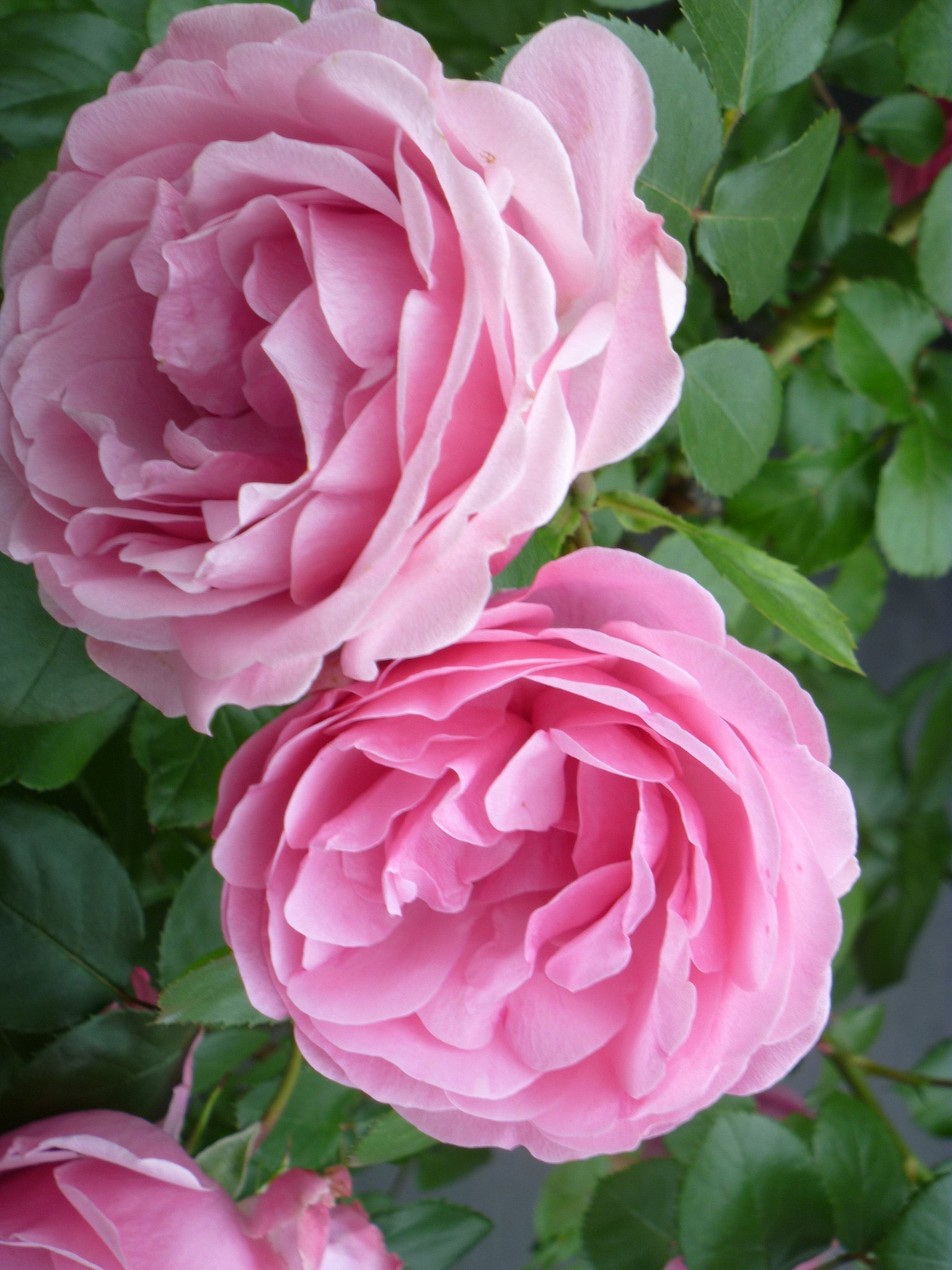 薔薇15