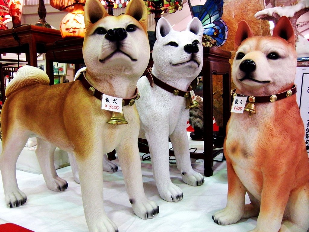 柴犬