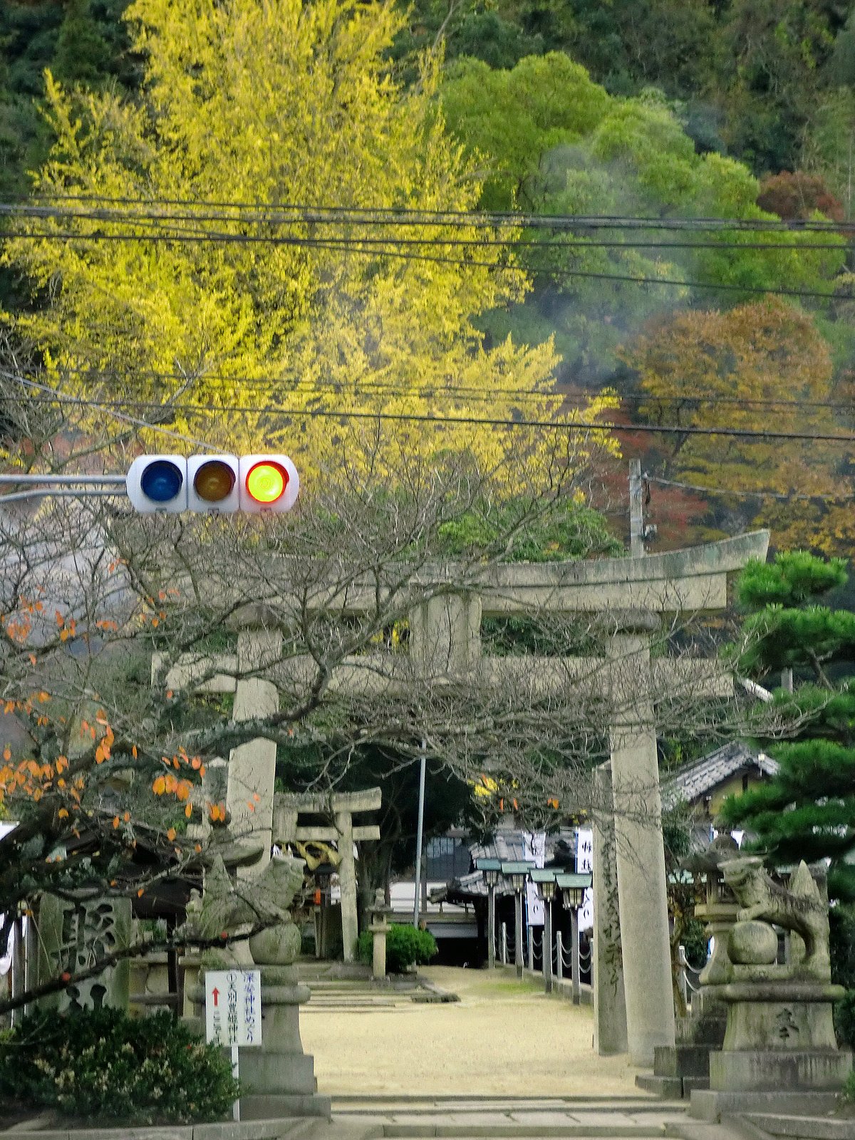 しょぼい黄葉