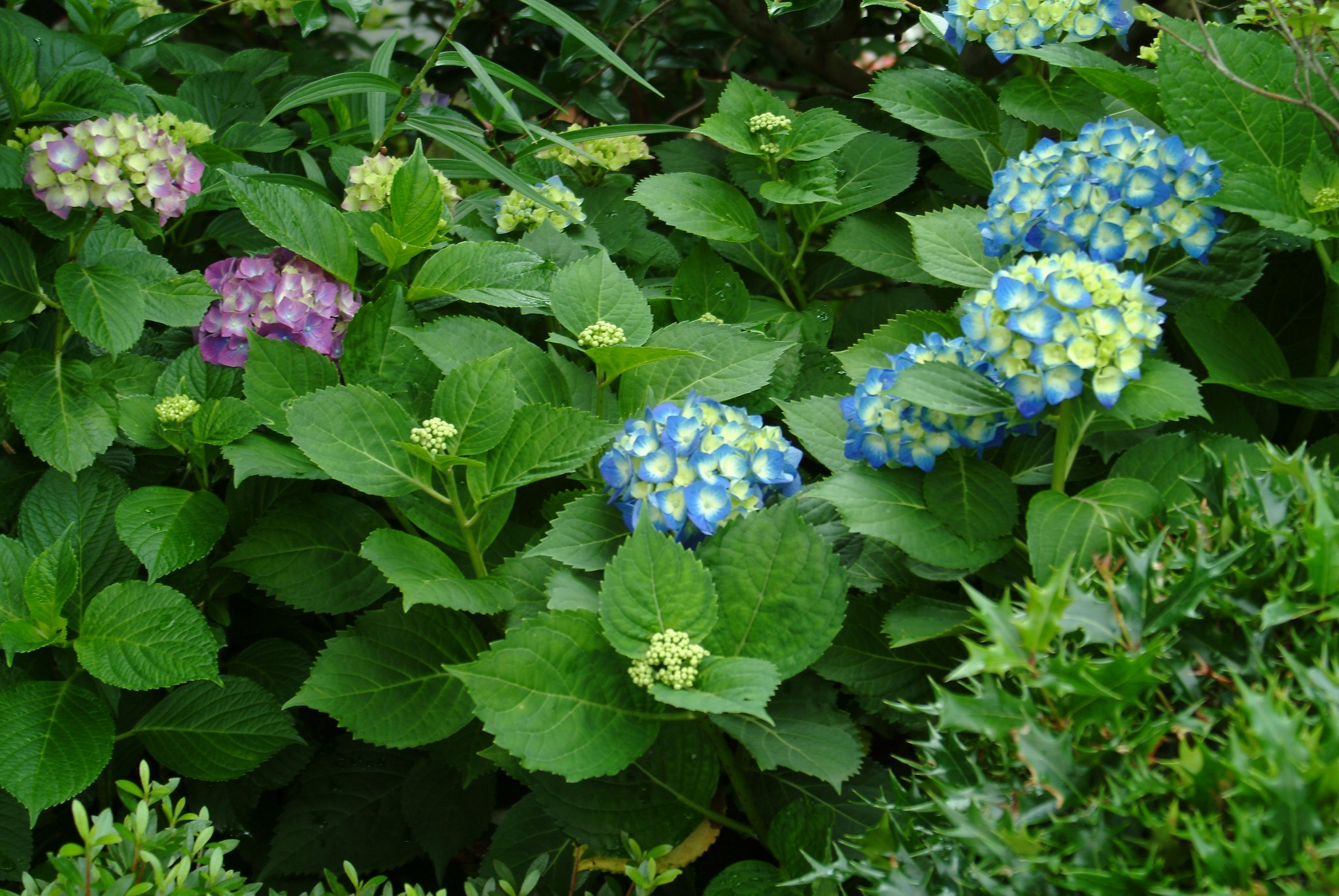 紫陽花