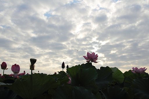 蓮田の朝
