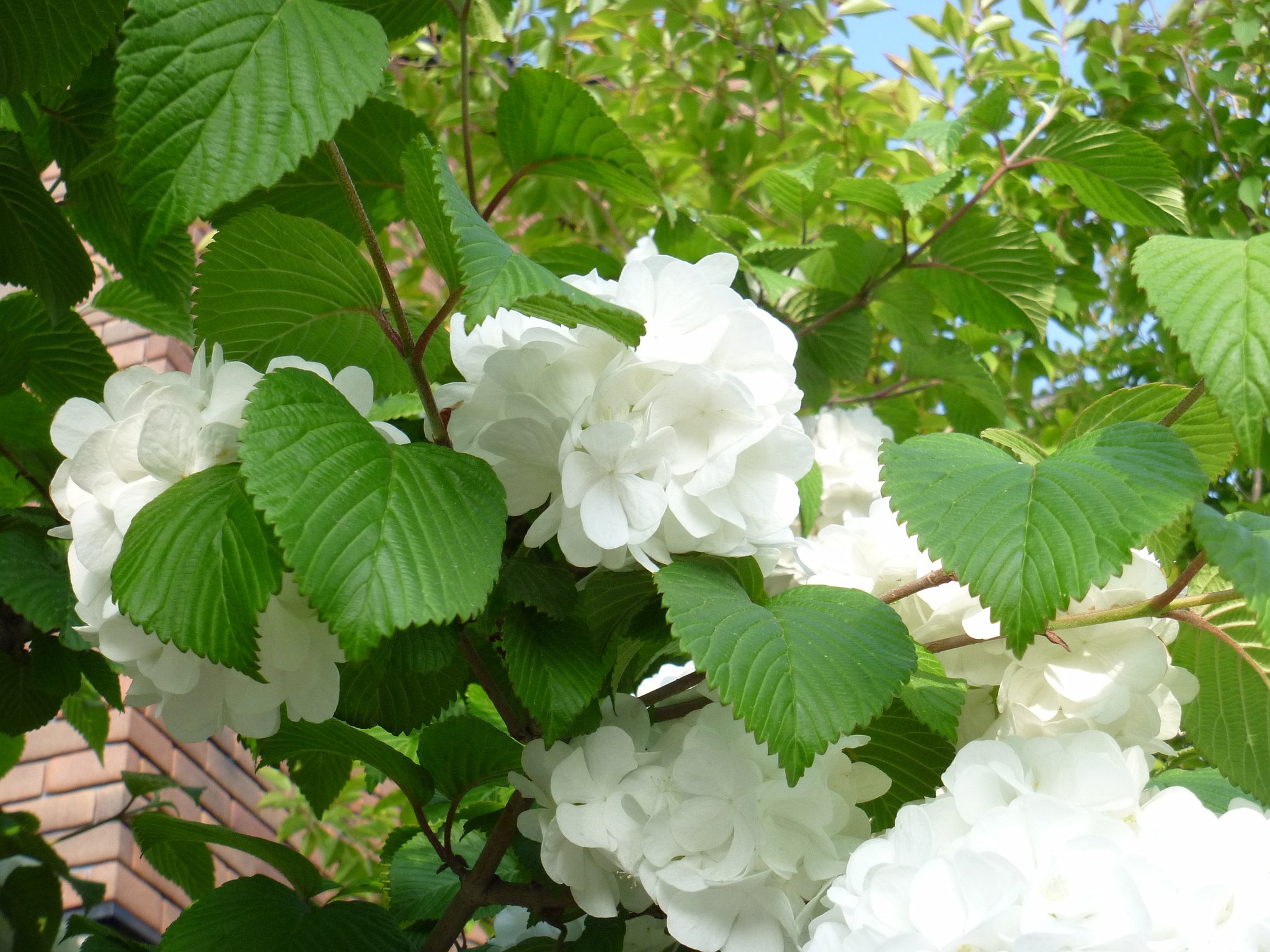 紫陽花2