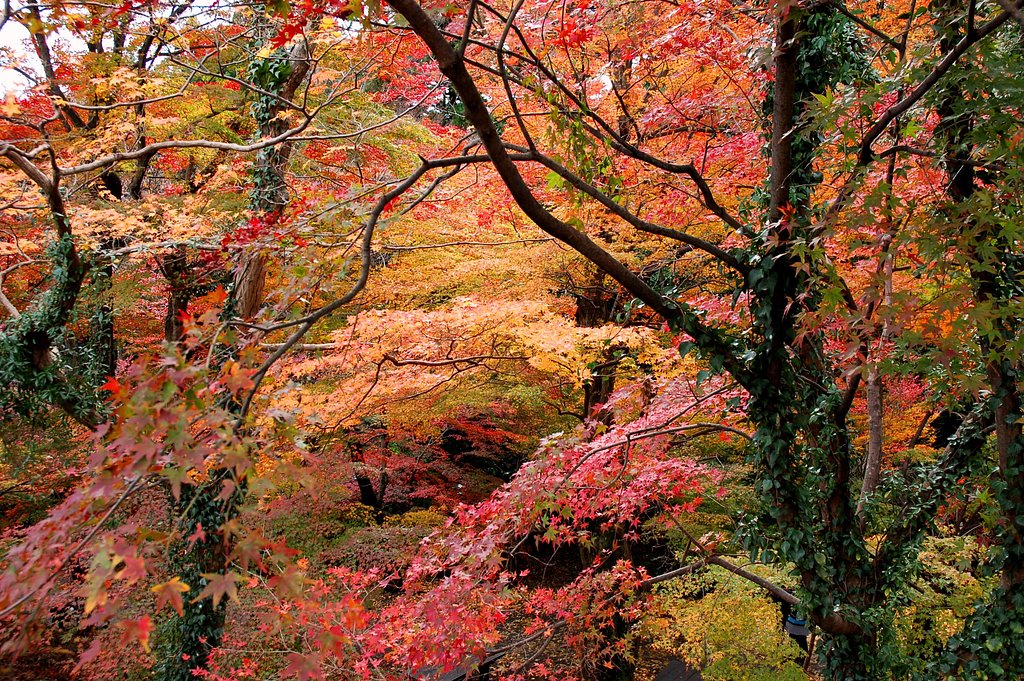 紅葉