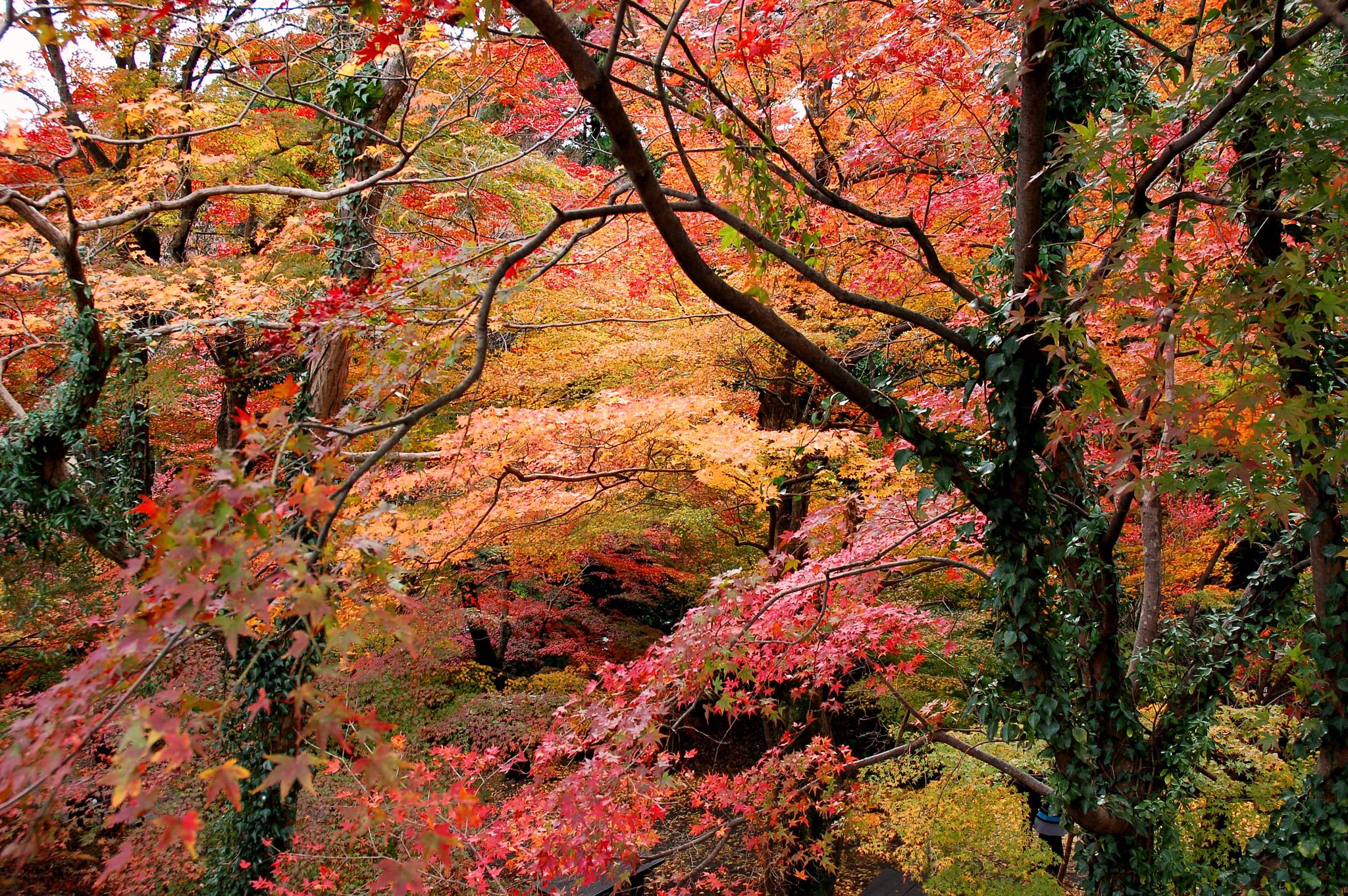 紅葉