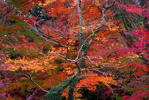 紅葉