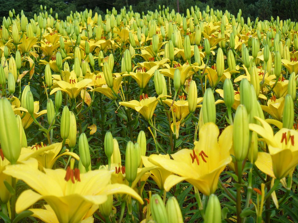 百合が咲きましたぁ！