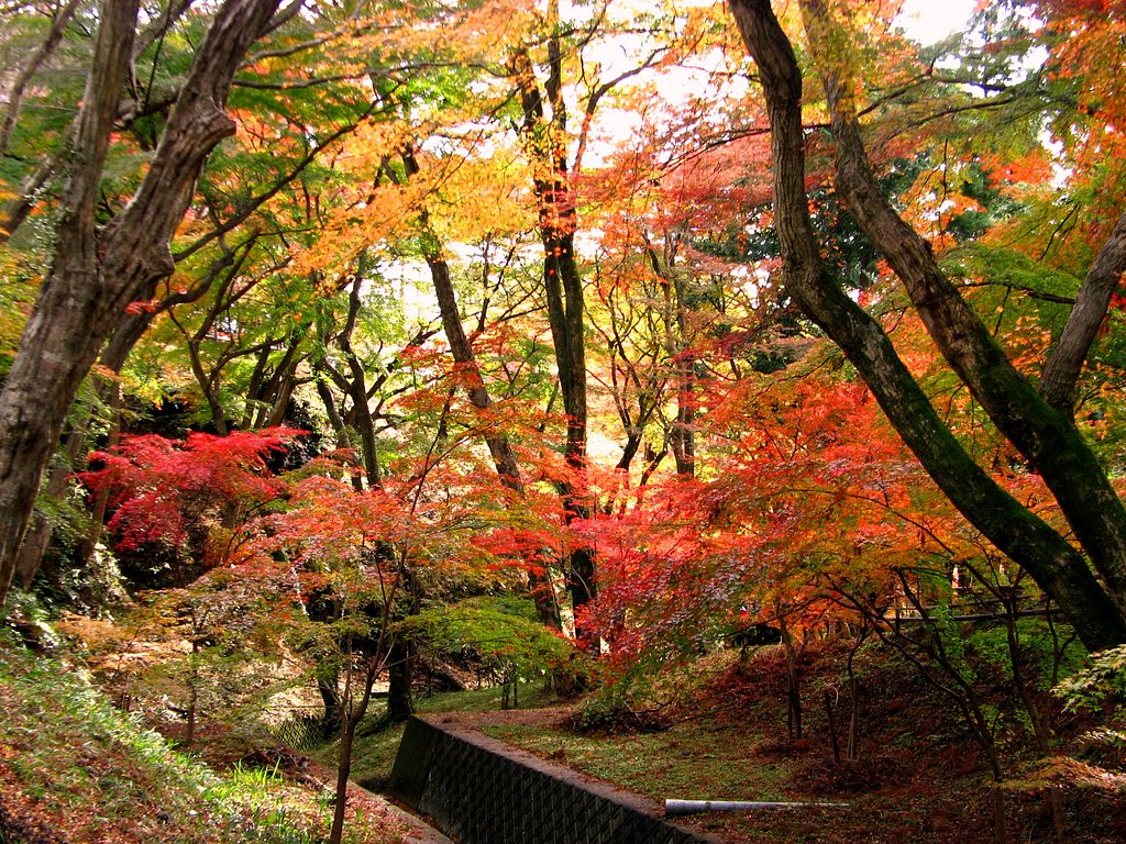 紅葉