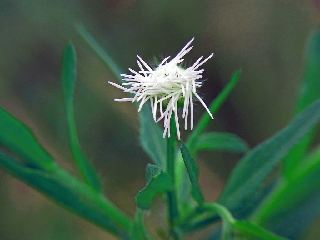 雑草ですが？